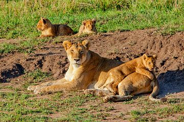 Leeuwin w. Cubs van Peter Michel