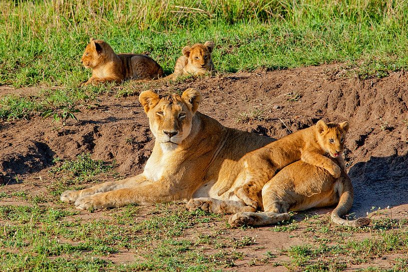 Lioness w. cubs by Peter Michel