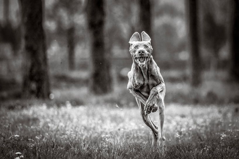 Weimaraner James von Louis Warnier