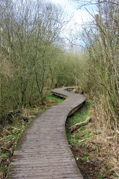 Decking path with greenery by Manjek Schellekens
