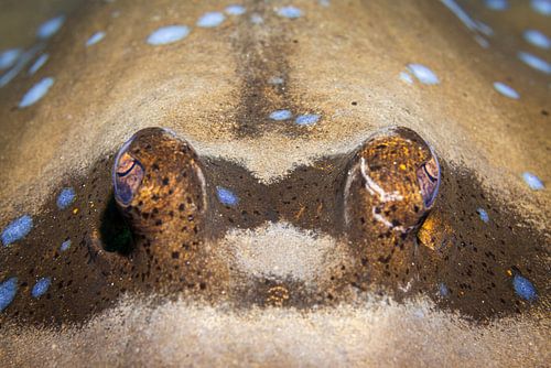 Spotted stingray @ Komodo, Indonesia
