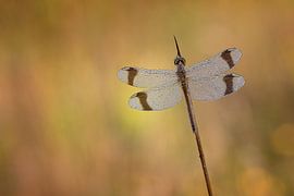 Zomerkleurtjes von Peter R