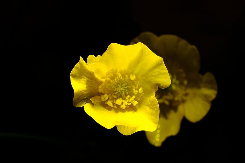 Buttercup by Brand Timmer