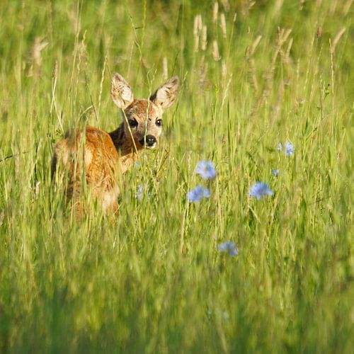 Bezauberndes blaues Blumenfeld: Erlebnisse mit einem bedeckten Bambi von Sander Dreschler