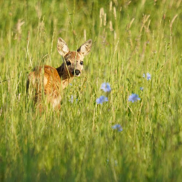 Enchanting Blue Field of Flowers: Experiences with a Bedeesed Bambi by Sander Dreschler