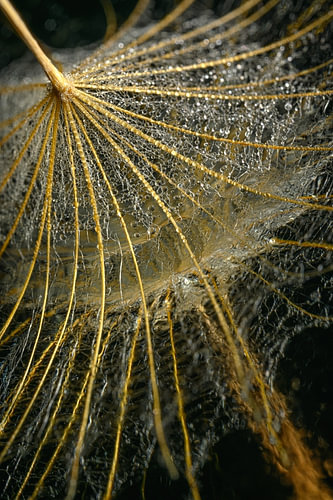 Linien in der Natur – Flauschiges Häppchen mit Spiegelung im Wasser