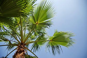 palmboom tegen blauwe hemel van Tom Van Dyck
