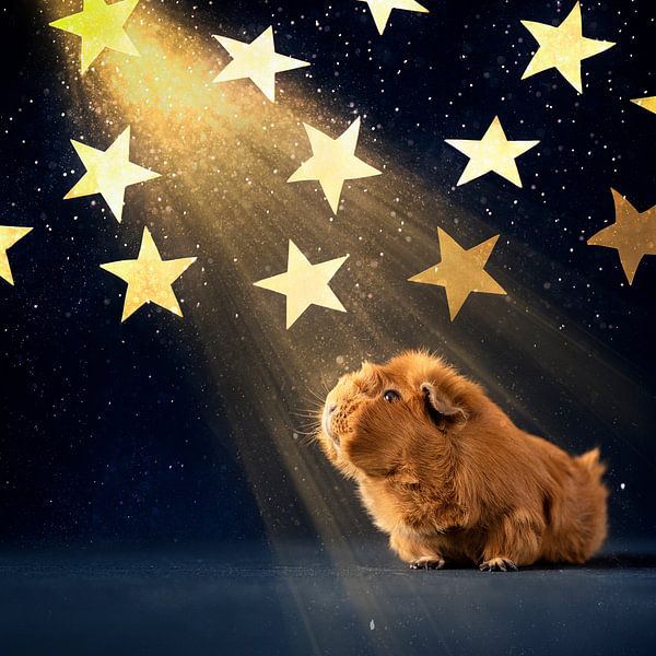 Guinea pig Stargazing by Marloes van Antwerpen