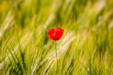 Poppy in the field by Luis Emilio Villegas Amador