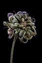 Upcycled Beauty - Ringelblume - Calendula officinali - von Christophe Fruyt Miniaturansicht