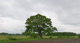 Chêne solitaire dans la vallée de Reest sur Wim vd Neut