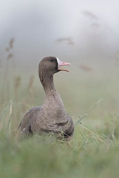 Greater White-fronted Goose ( Anser albifrons ),