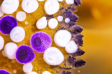 Jellyfish Constellations by LISA DC