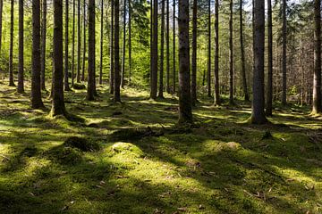Licht und Schatten in den Wäldern der Wallonie von Kelly De Preter