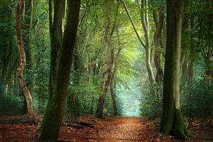 Forest Colors