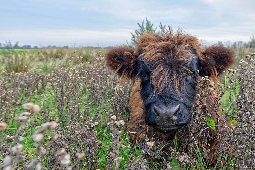 Schotse Hooglander kalf van Tilly Meijer