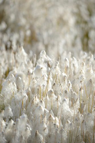Cotton grass