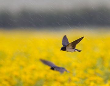 Schwalben über Blumenfeld von Marcel Klootwijk