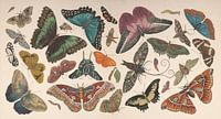Vintage vlinder collage van antieke tekeningen van Roger VDB thumbnail