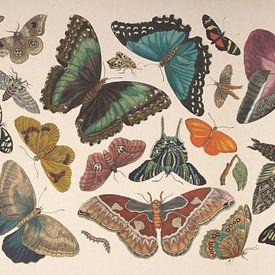 Vintage butterfly collage of antique drawings by Roger VDB