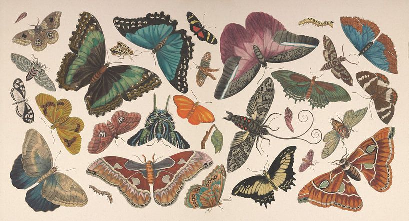 Vintage butterfly collage of antique drawings by Roger VDB