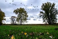 Herbstwind in den Elbauen
