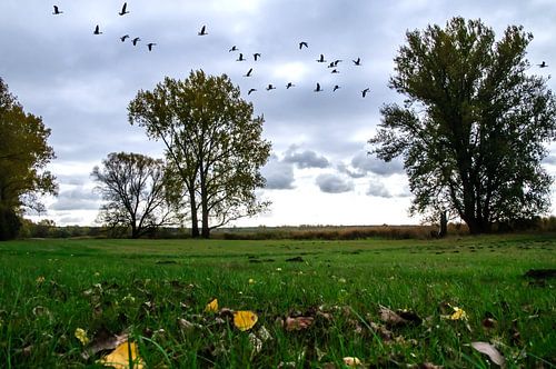 Herfstwind in de Elbe-weiden