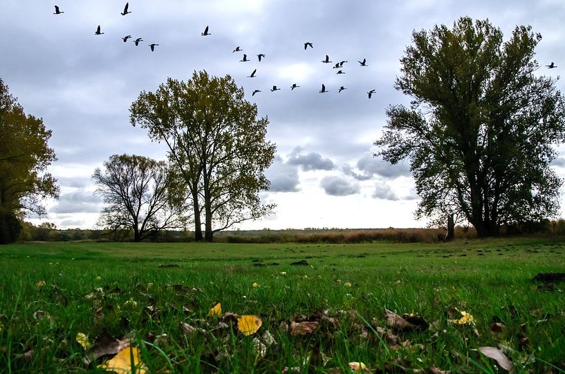 Vent d&#039;automne dans les prairies de l&#039;Elbe par georgfotoart