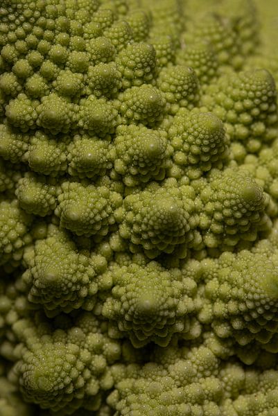 Fractoli (Romanesco) by Marjolijn van den Berg