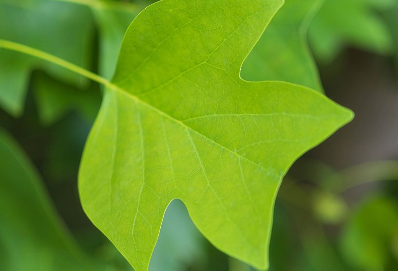 Plants and flowers in nature. by Marcel Kerdijk