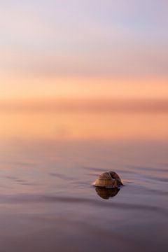 Schelp op het strand met zonsondergang