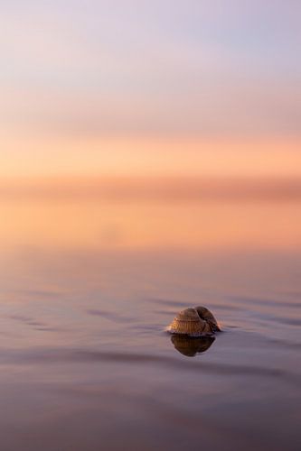 Schelp op het strand met zonsondergang van Lydia