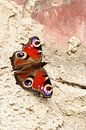 Tagpfauenauge (Inachis io) von Dirk Rüter Miniaturansicht