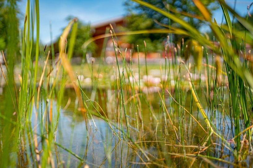 Libellen am Teich in Oberstaufen von Leo Schindzielorz