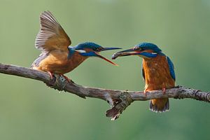 Kingfisher - Love on the waterfront by Kingfisher.photo - Corné van Oosterhout