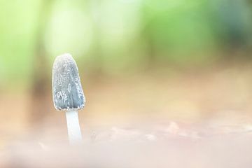 Atmosphärischer Fuß eines Pilzes