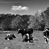 Koeien in een weiland von Leo Langen