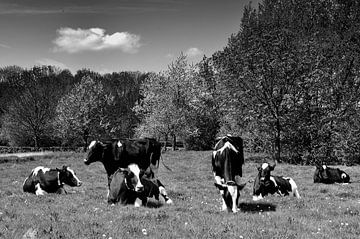 Koeien in een weiland van Leo Langen