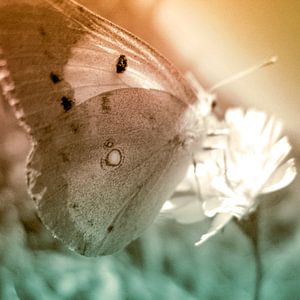 papillon