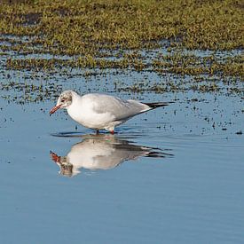 Kokmeeuw in ondiep water in de Bourgoyen van Kristof Lauwers