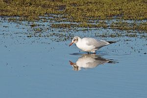 Kokmeise im seichten Wasser des Bourgoyen