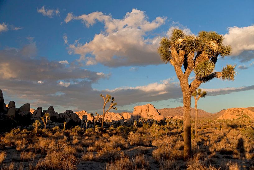 Joshua-Tree-Nationalpark,  Kalifornien, von Peter Schickert