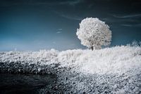 Paysage surréaliste infrarouge avec arbre solitaire