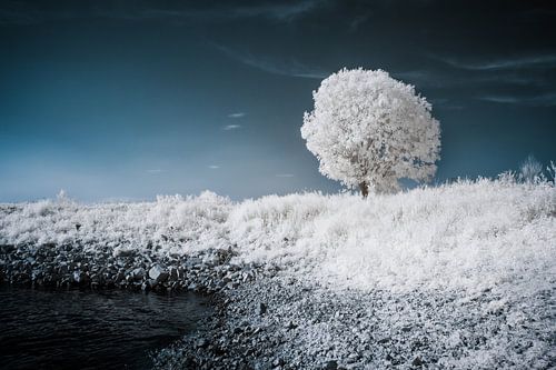 Infrared surreal landscape with solitary tree