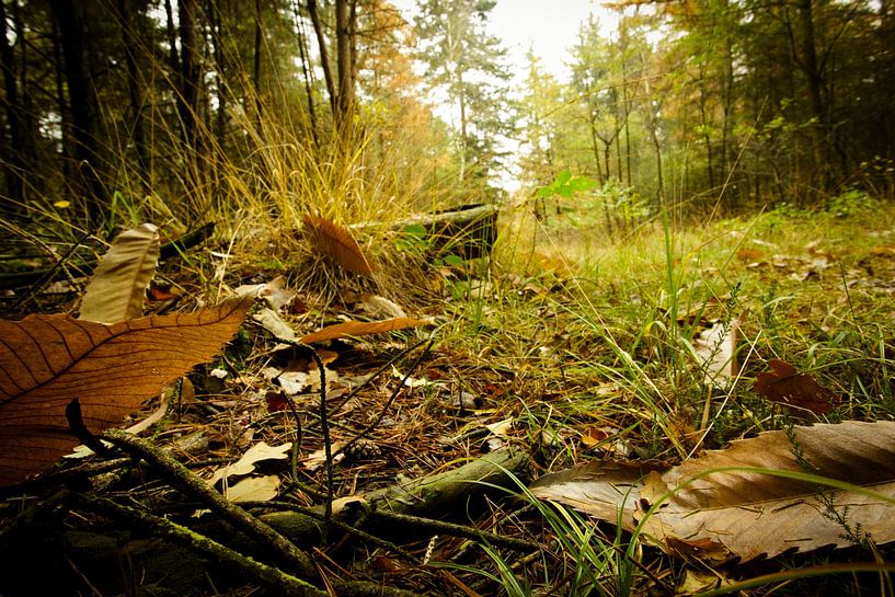 Forest leaves van Stefan van Nieuwenhoven