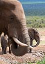 (Baby)olifanten van Jack Koning thumbnail