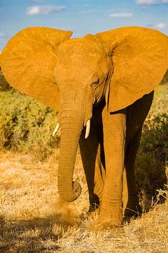 Afrikaanse olifant a. rode aarde van Peter Michel