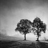 Baumsilhouetten im Morgennebel von Dirk Wüstenhagen