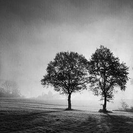 Baumsilhouetten im Morgennebel von Dirk Wüstenhagen