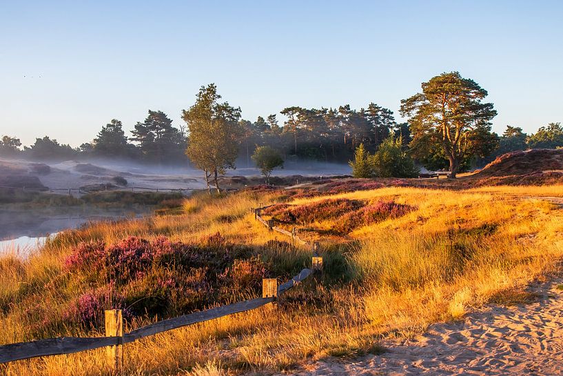Bloeiende heide op Heidestein (Zeist) van Bert van Wijk